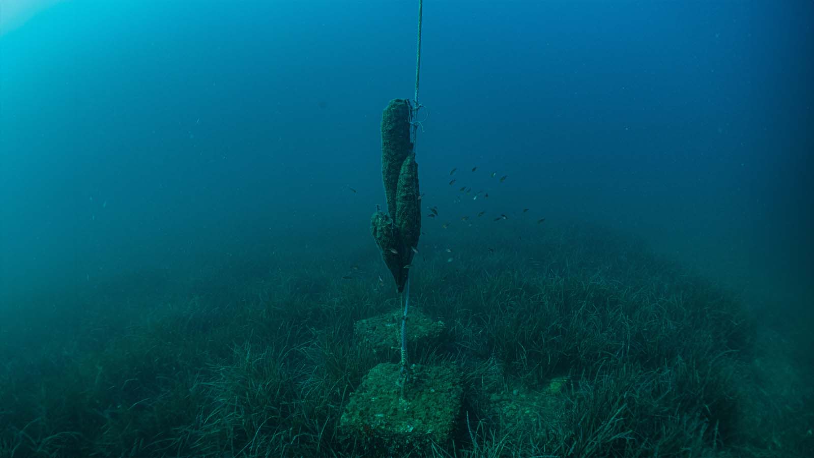 FLOATING REEF #6