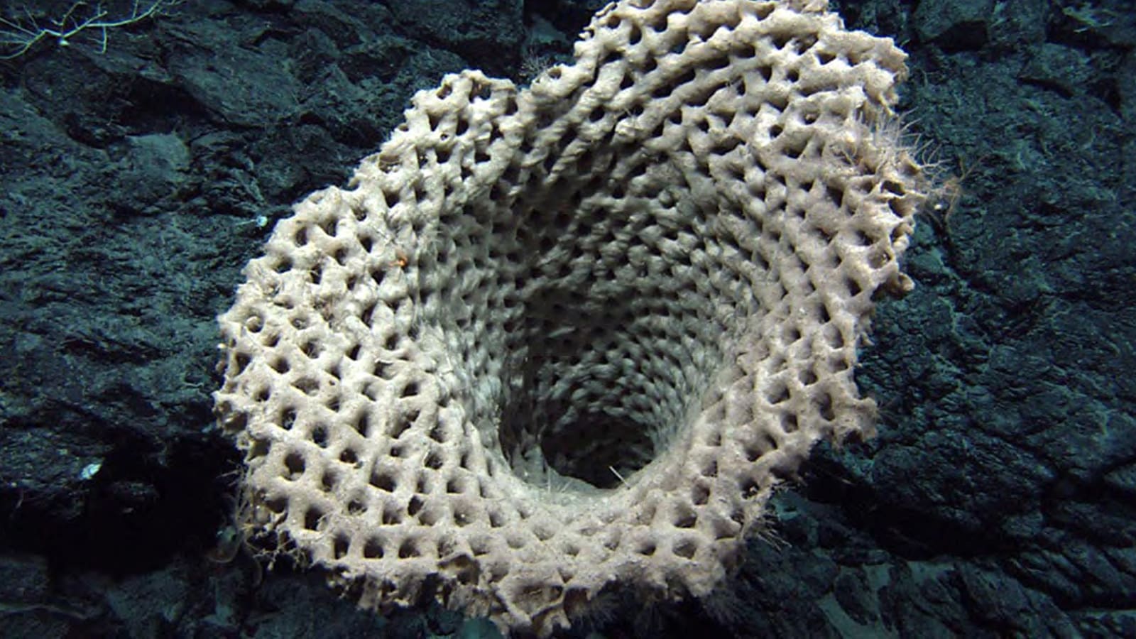 FLOATING REEF #4