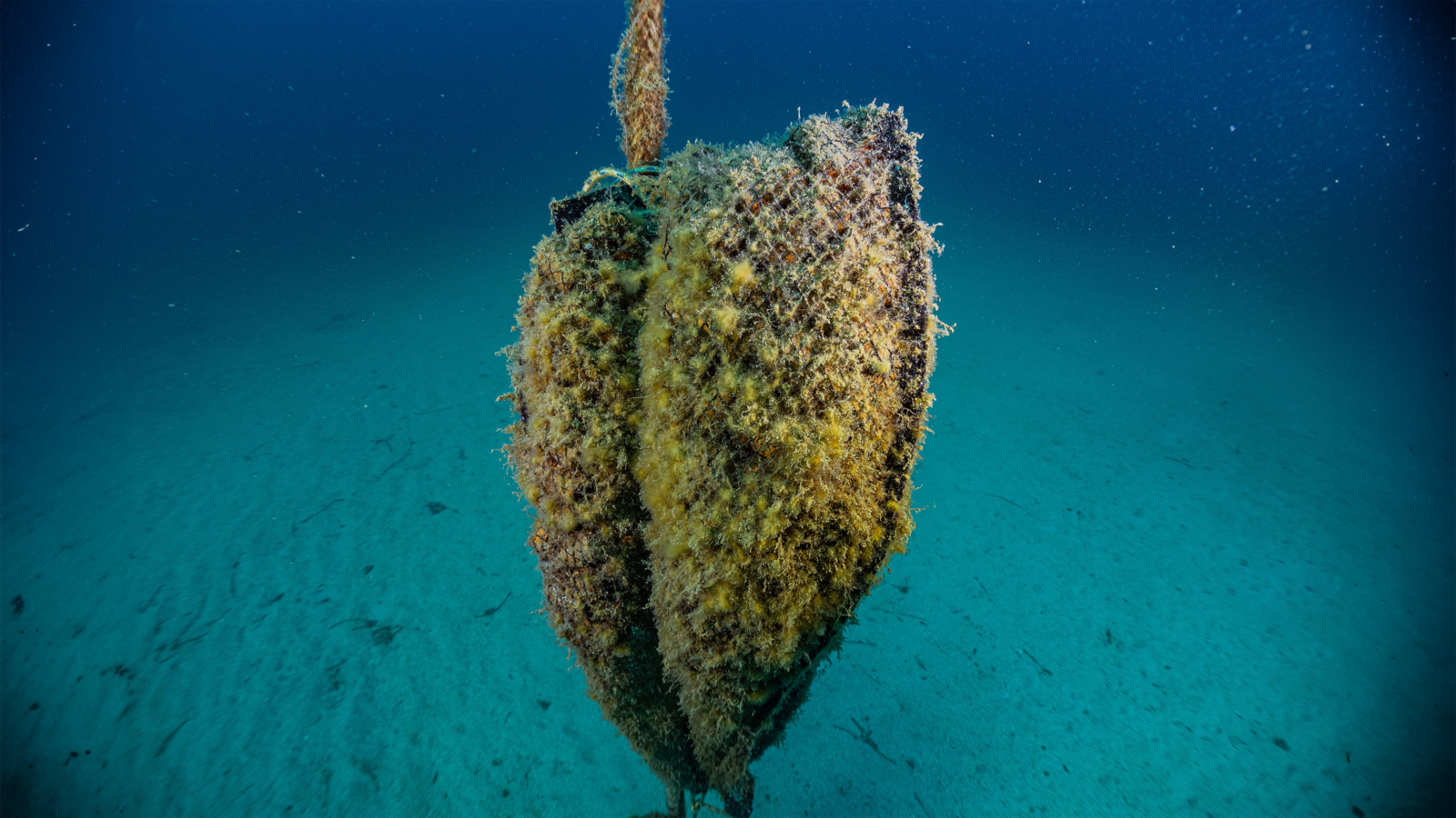 FLOATING REEF #2