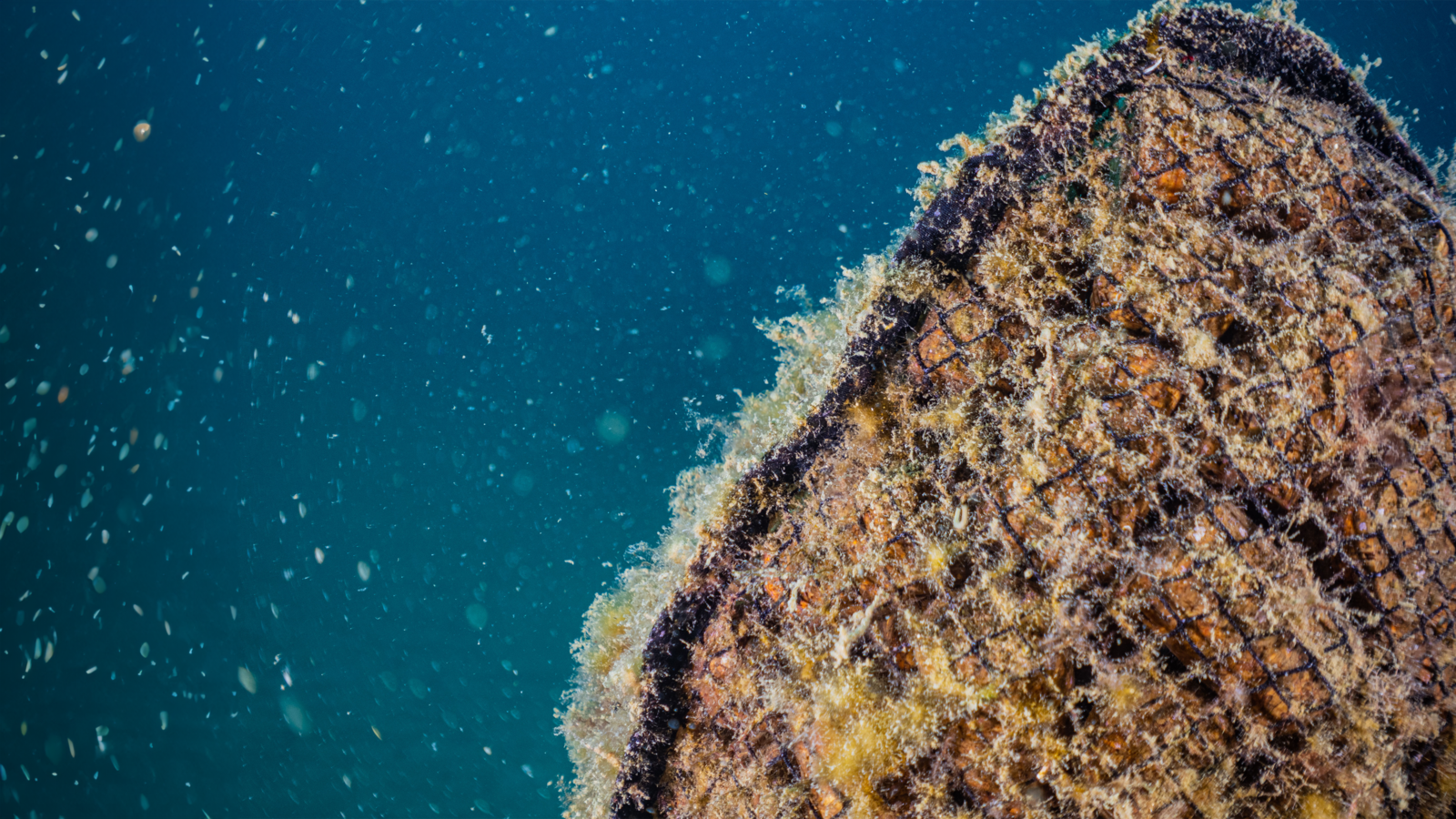 FLOATING REEF #3
