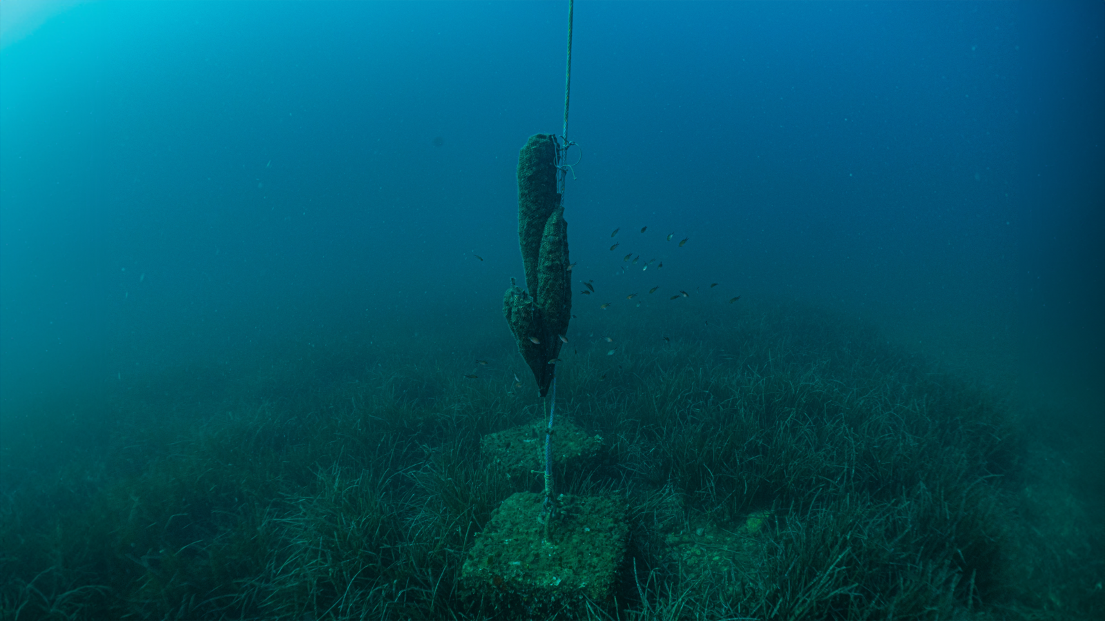 FLOATING REEF #5